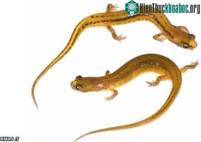 Phát hiện loài giông kỳ lạ ở Mỹ ảnh 0
