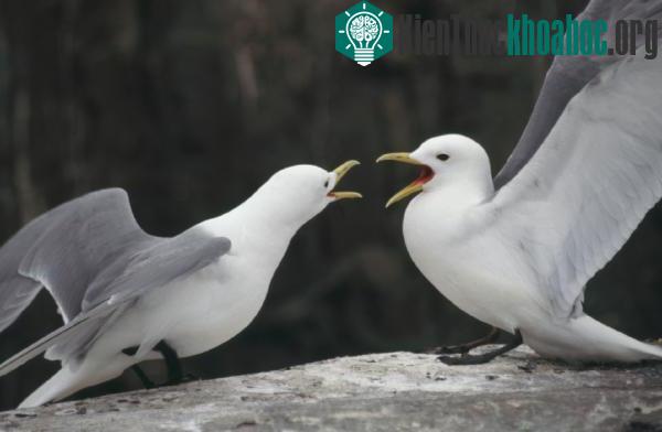 Nhận thấy khả năng tránh giao phối cận huyết ở loài chim ảnh 0