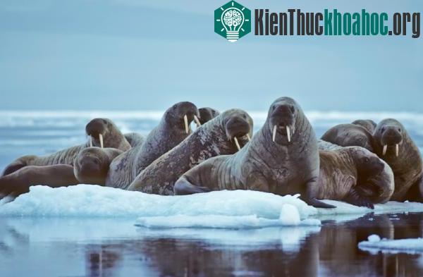 Suy giảm số lượng gấu Bắc Cực và hải mã ảnh 0