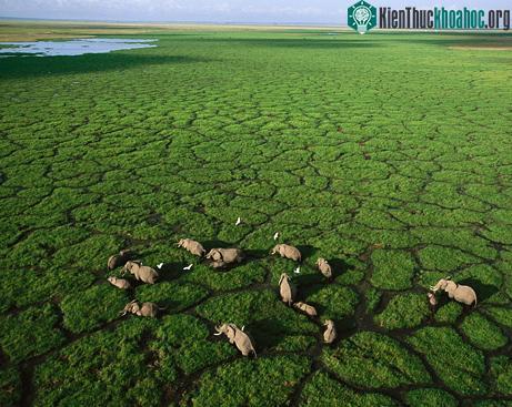 Khai thác đá có thể chấm dứt sự di trú của động vật hoang dã tại Kenya ảnh 0