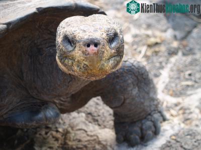 Muỗi tiến hóa đe dọa động vật hoang dã trên đảo Galapagos ảnh 0