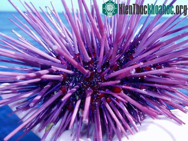 Bí mật răng nhọn của nhím biển ảnh 0