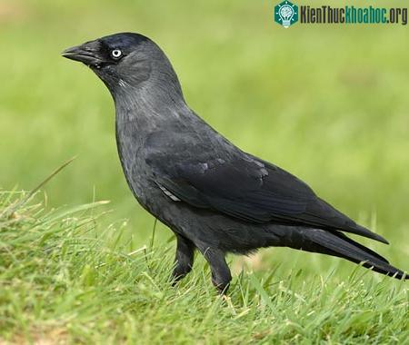 Chim hiểu được ánh mắt người ảnh 0