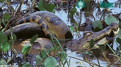 Trăn xanh Anaconda nuốt cá sấu Caiman ảnh 0