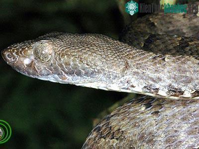 Phát hiện hai loài rắn mới ảnh 0