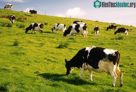 Muốn có nhiều sữa hơn, hãy đặt tên cho bò ảnh 0