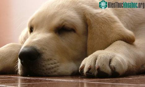 Tại sao mũi chó luôn ẩm ướt? ảnh 0