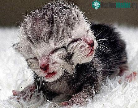 Autralia chào đón mèo 2 mặt đầu tiên ảnh 0