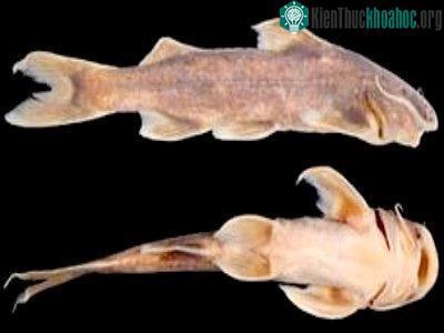 Khám phá hai loài cá chiên suối mới ở Việt Nam ảnh 0