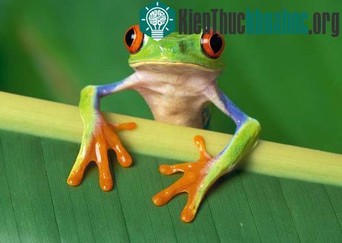 Ếch có khả năng học từ trong trứng ảnh 0