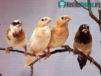 Trứng được đẻ càng sớm, chim hót càng hay ảnh 0