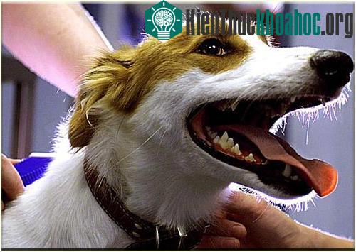 Chó hiểu đạo lý và biết tưởng tượng ảnh 0