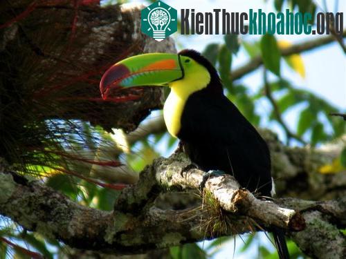 Chim Toucan