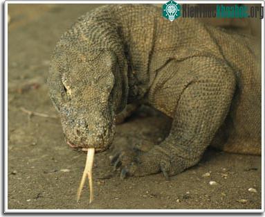 Cú đớp của rồng Komodo yếu hơn cả... mèo nhà ảnh 0