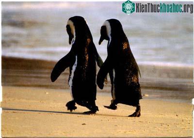 <i>"Tình yêu đồng giới"</i> phổ biến trong thế giới động vật ảnh 0