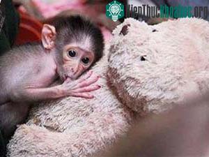 Khỉ con nhận gấu bông làm mẹ ảnh 0