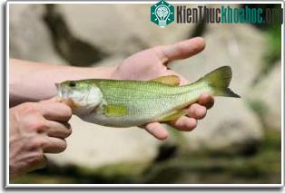 Cá vược miệng nhỏ.