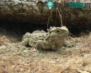 “Khủng long sống” tại New Zealand – loài Tuatara – có tốc độ tiến hóa nhanh nhất ảnh 0
