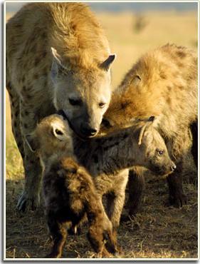 Những chú linh cẩu tại Khu bảo tồn quốc gia Masai Mara và tại Công viên quốc gia Amboseli (Kenya)