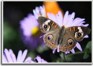 (Ảnh: iStockphoto/Charlie Gray)