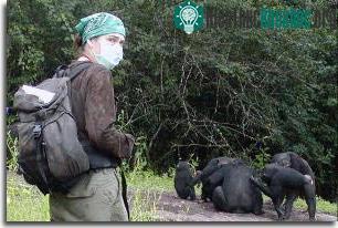 Virus của con người đe doạ các loài linh trưởng ảnh 0
