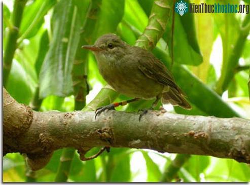 Chim cũng chăm cháu giống như ông bà ảnh 0