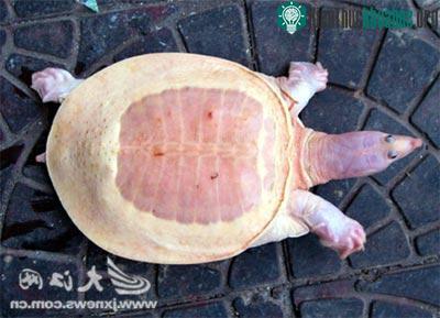 Tìm thấy một con rùa mai trắng đặc biệt ảnh 0