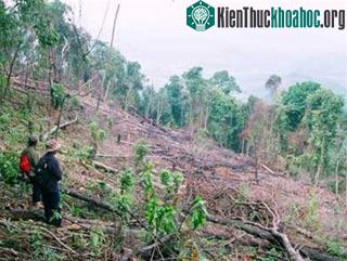 Cứu những đàn voọc ảnh 0