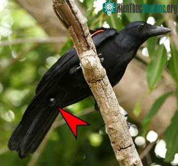 Corvus moneduloides