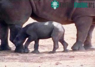Tê giác trắng chào đời tại một công viên ở Israel ảnh 0