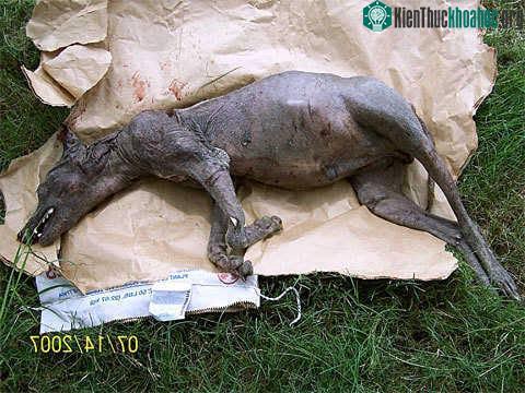 Nam Texas: Tóm được quái vật Chupacabra ảnh 0