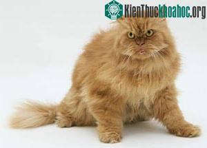 Mèo