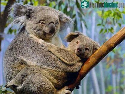 Loài gấu koala