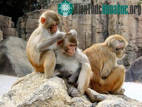 Khỉ vàng rhesus macaques