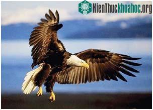 Chim không tuân theo quy luật động học thông thường ảnh 0