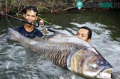 Câu cá chép 120 kg ảnh 0