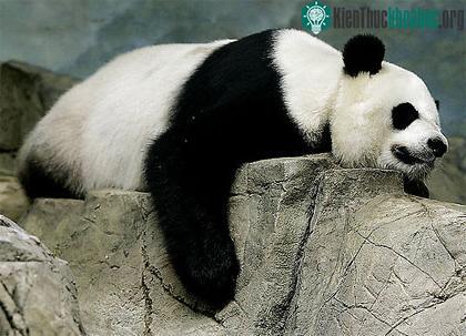 4 lần "yêu" đều... 1 vạch ảnh 0