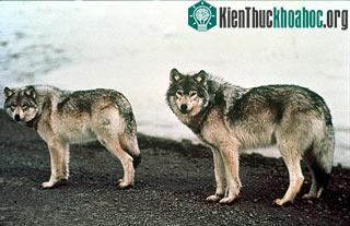 Loài sói vùng Alaska bắt đầu tuyệt chủng từ 12,000 năm trước ảnh 0