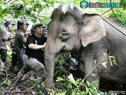 Voi lùn đang bị đe dọa ảnh 0