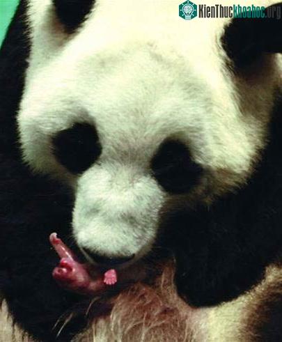 Đỡ đẻ cho gấu trúc ảnh 0
