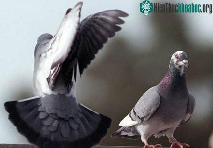 Chim bồ câu tại kinh đô điện ảnh thế giới