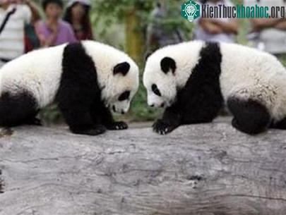 Gấu trúc mở rộng địa bàn cư trú ảnh 0