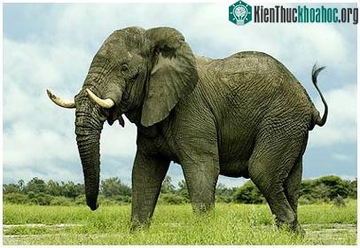 Phát hiện mới: Voi nghe bằng.. chân! ảnh 0