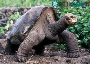 Tìm bạn tình cho rùa già cô đơn ảnh 0