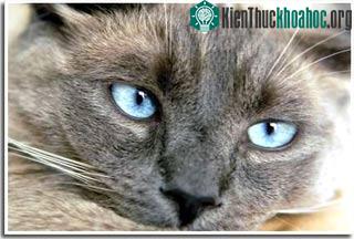 Tìm ra tổ tiên của mèo nhà ảnh 0