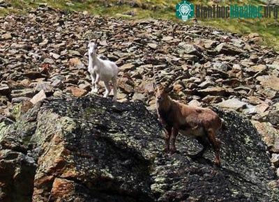 Ảnh chụp chú dê núi bạch tạng và mẹ trên vùng núi Alps ngày 24-6 -