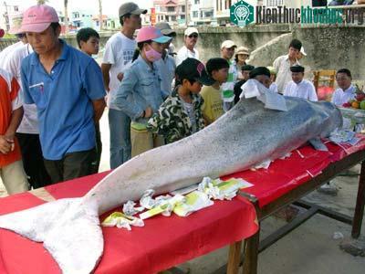 Đà Nẵng: Cá “Ông” khoảng 150kg dạt vào bờ ảnh 0