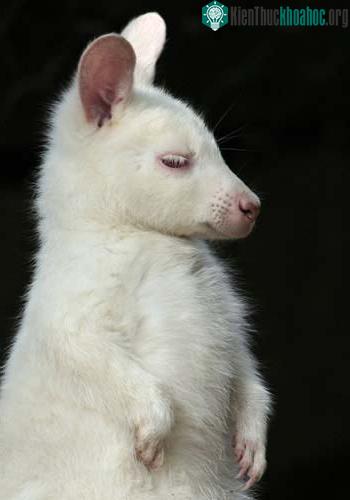 Kangaru bạch tạng ảnh 0