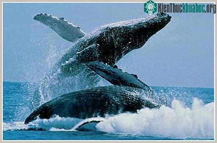 10 kiểu di cư kỳ lạ nhất của động vật ảnh 0