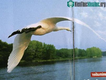 Quay phim thế giới động vật ảnh 0